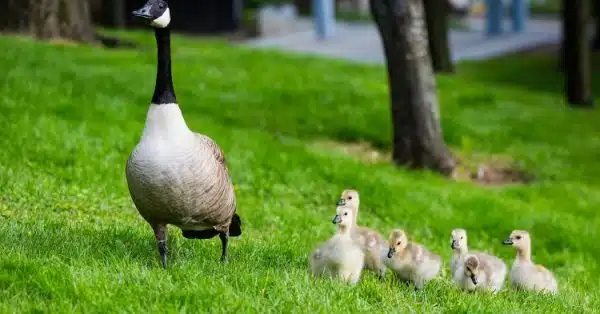 In Defense of Helicopter Parents