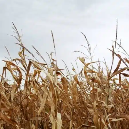 Exploring the Midwest Student Exchange Program: Making College More Affordable in 8 States